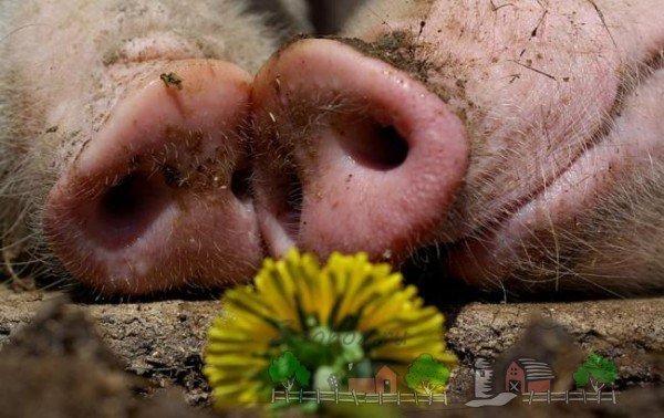 Як проходить злучка у свиней: цікаві факти та відео