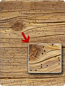Як позбутися від мурашок в деревяному будинку своїми силами