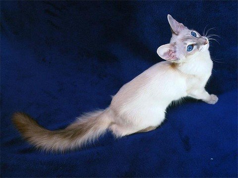 Балінезійська кішка – зовнішні характеристики і особливості породи
