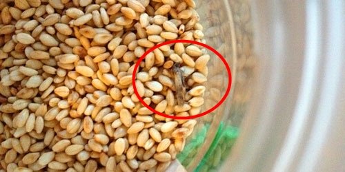 Завелися жучки у крупах і борошні: як позбутися, що робити, фото