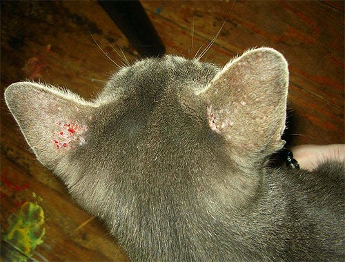 Воші у кішок: чи бувають у них ці паразити і як їх вивести