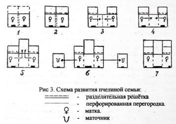 Двухматочное утримання бджіл у вуликах: методи бджільництва