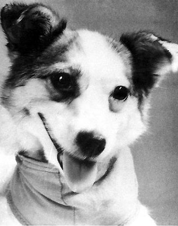 Собаки космонавти: чотирилапі герої ХХ століття