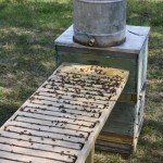 Саморобна поїлка для бджіл: огляд та виготовлення