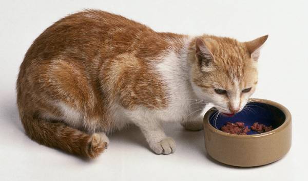 Демодекоз у кішок   симптоми, лікування та профілактика