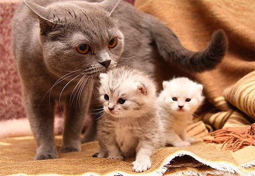 Як вивести бліх у кошеняти