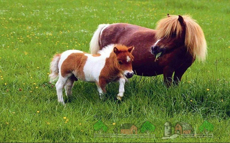 Огляд карликових коней   поні, їх фото та відео