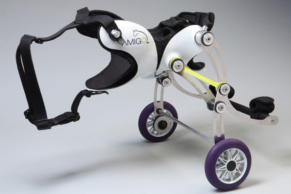 Коляска для собак: огляд інвалідних і прогулянкових варіантів