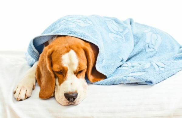 Пневмонія у собак   ознаки, діагностика та лікування запалення легенів