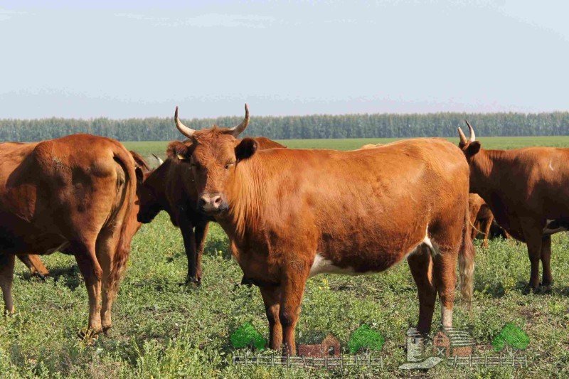 Опис калмицької породи корів, їх фото та відео