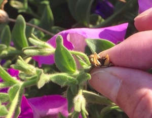 Як зібрати насіння петунії своїми руками (фото і відео поради)