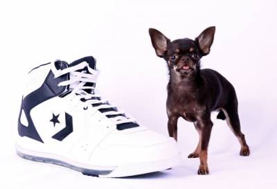 Найменша собака в світі: ТОП 3 рейтинг