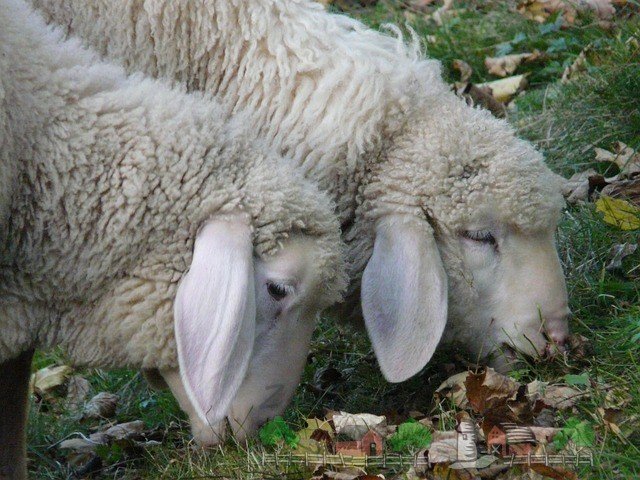 Розведення овець як бізнес: огляд бізнес плану і відео