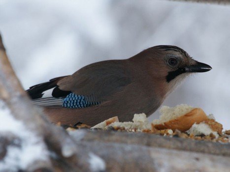 Що слід знати про годування птахів взимку?
