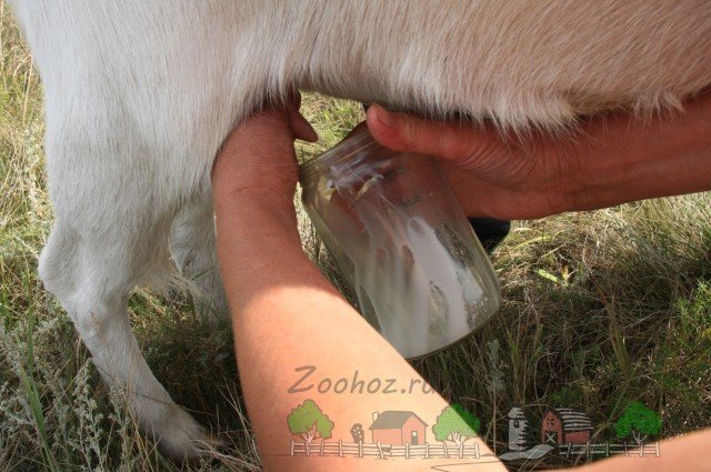 Як правильно доїти козу: опис, фото і відео огляд