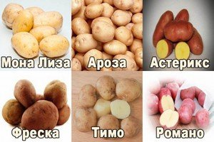 Вирощування картоплі за голландською технологією на дачній ділянці