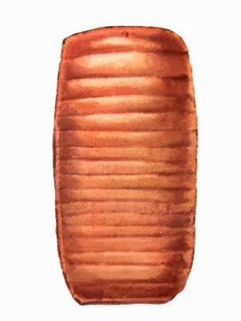 Американський тарган і його фото