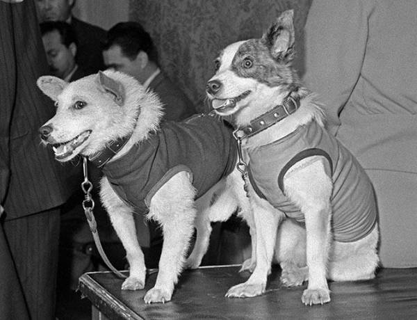 Всесвітній день собак