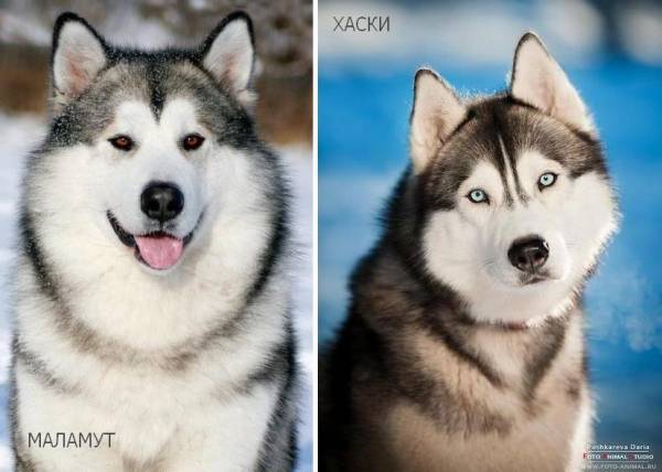 Порода собак маламут: завзятість і труд – все довезуть!