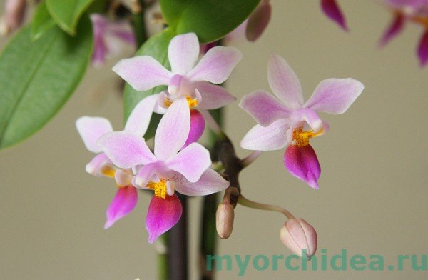 Орхідея Фаленопсис: фото, види, як вибрати
