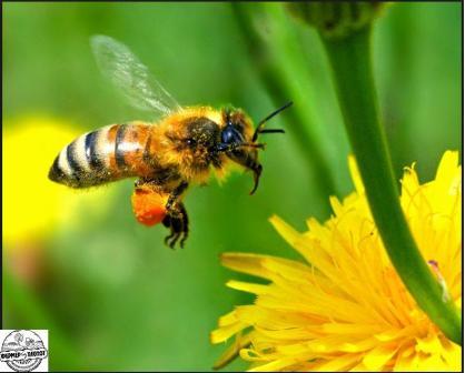Медоноси для бджіл