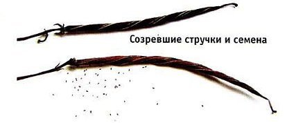 Як виростити стрептокарпус з насіння в домашніх умовах?