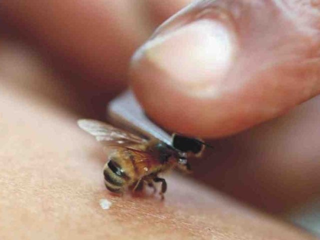 Тонкощі лікування бджолами: поради, відео, відгуки