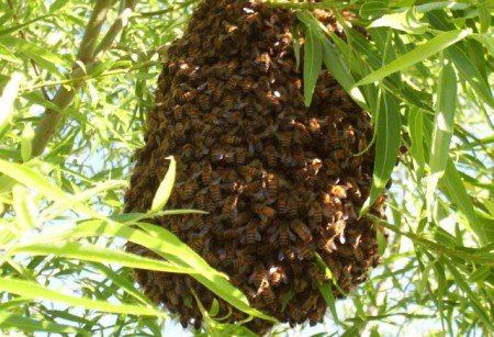 Бджолина матка: етапи розвитку, як зявляється, опис