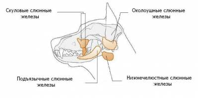 Чому у собаки течуть слюні?