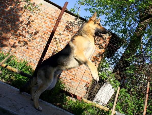 Східно європейська вівчарка: характер, здоровя, історія і стандарт породи (+ фото)