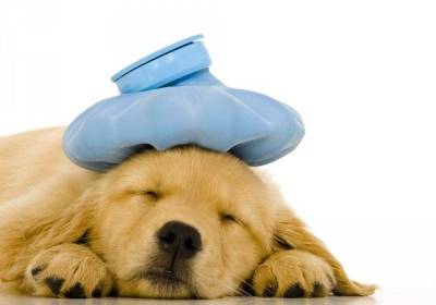 Симптоми і ознаки чумки собак