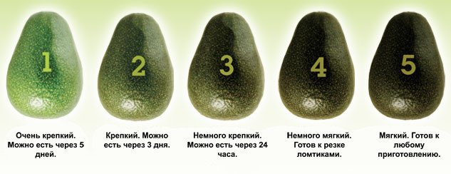Як виростити авокадо з кісточки в домашніх умовах?