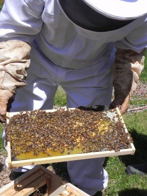 Бджільництво для початківців: з чого почати, основи, поради