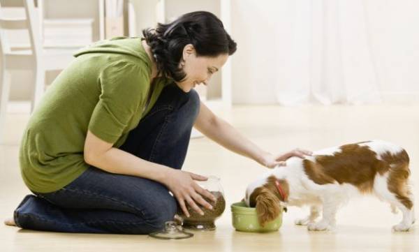 Запор у собаки: як допомогти вихованцеві?