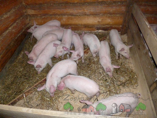 Ефективний відгодівля свиней і поросят в домашніх умовах