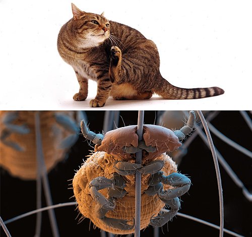 Воші у кішок: чи бувають у них ці паразити і як їх вивести