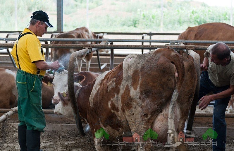 Штучне осіменіння корів: способи, фото і відео