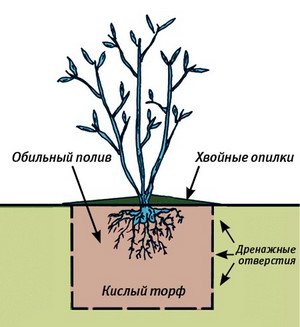 Як здійснюється посадка, розмноження та догляд за садовими лохиною (фото сортів)