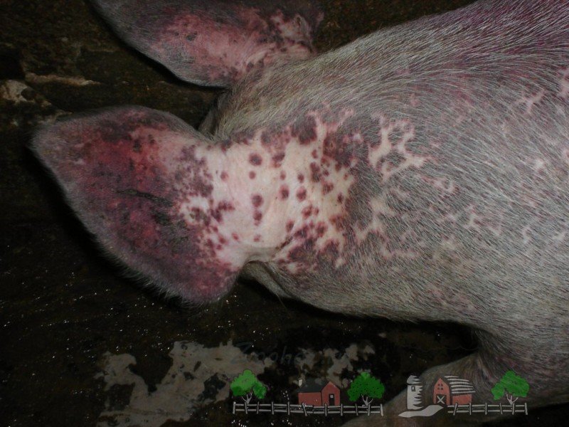 Короста у свиней: причини і методи лікування захворювання