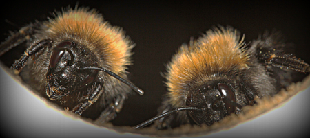 Отруєння бджіл: ознаки, інструкції, профілактика