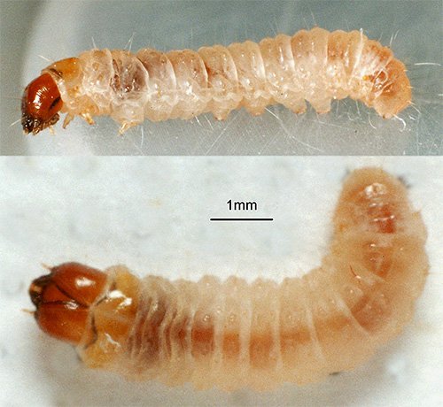 Міль і її фото (а також кілька слів про меблеву моль)