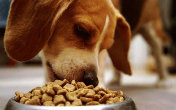 Розбираємося, як підвищити імунітет у собаки