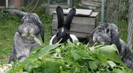 Рослини для кроликів