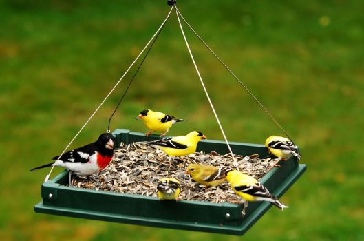 Як самостійно зробити годівницю для птахів Як самостійно зробити годівницю для птахів