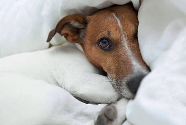 Стрес у собаки: симптоми і способи зняття