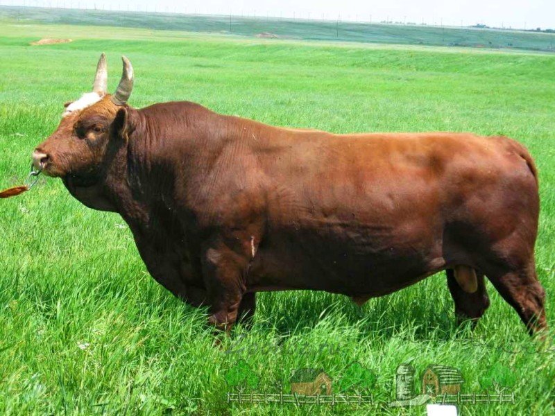Опис калмицької породи корів, їх фото та відео