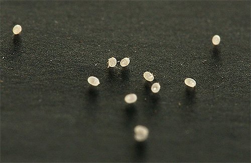 Міль і її фото (а також кілька слів про меблеву моль)