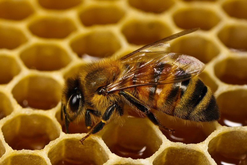 Вибираємо породу бджіл: Карпатка і Середньоросійська   Фермерський сайт