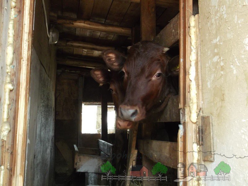 Красногорбатовская порода корів: їх огляд, фото та відео