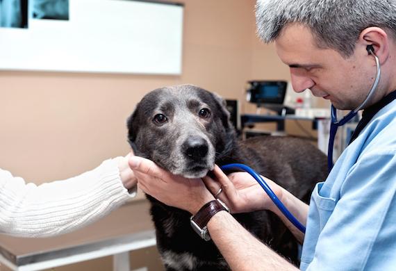 Гепатоз у собак: огляд захворювання